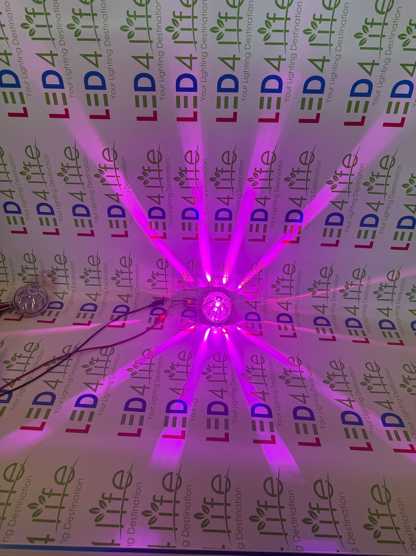 Watermelon Lights Single Color