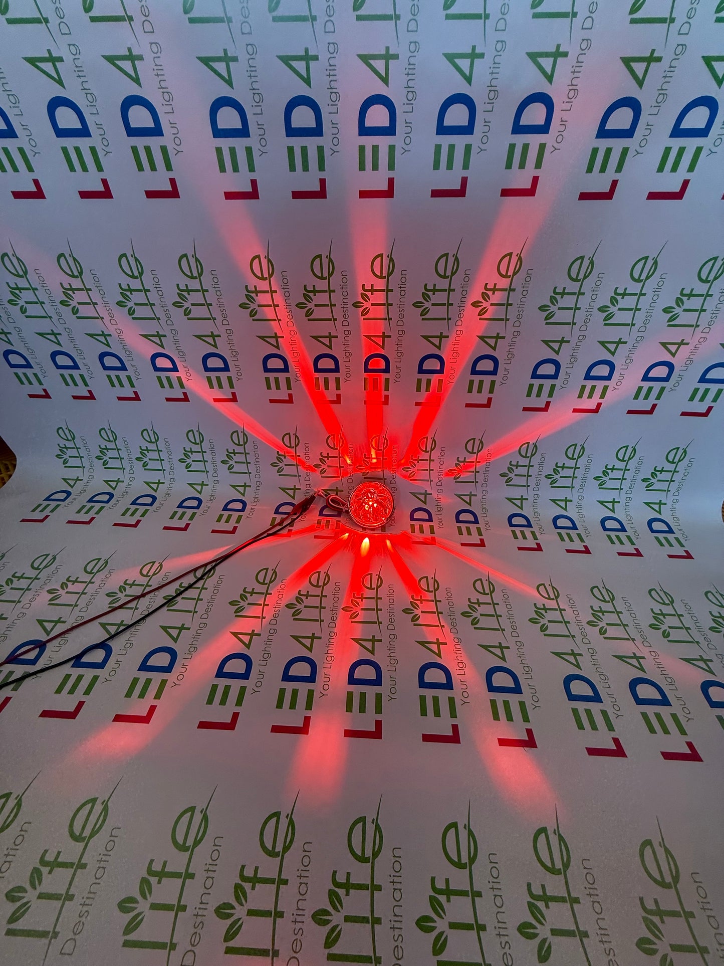 Watermelon Lights Single Color